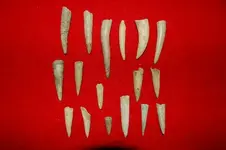 Antler Points 1.webp
