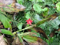 Hummimgbird Plant.webp