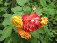 Roses.webp