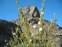flowers.webp