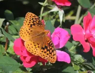butterfly 01.webp
