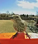 Screenshot_20250318_114951_Bird Buddy.webp