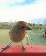 Screenshot_20250318_181608_Bird Buddy.webp