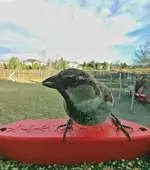 Screenshot_20250313_202030_Bird Buddy.webp