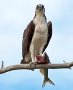osprey2.webp