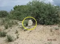 owl.webp