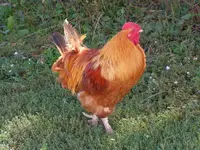 Old Red.webp