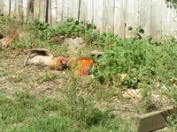 Sunning.webp