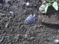 River Finds 4.webp