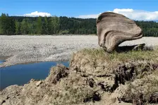 Angel Drift Wood 0.webp