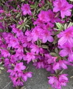 IMG_5486.webp