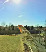 Screenshot_20250325_112830_Bird Buddy.webp