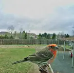 Screenshot_20250402_111158_Bird Buddy.webp