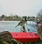 Screenshot_20250405_074947_Bird Buddy.webp