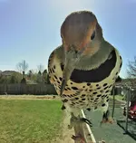 Screenshot_20250407_074352_Bird Buddy.webp