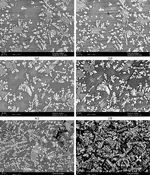 SEM-BSE-micrographies-of-leached-slag-on-polished-section-MS2-sample-30-days-in-water.webp