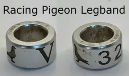 Pigeon gimp.webp