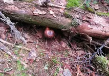 Burl 11.webp