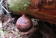 Burl 22.webp