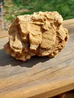 fossil 1.webp