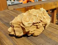 Fossil 4.webp