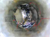 Down the Rabbit Hole.webp
