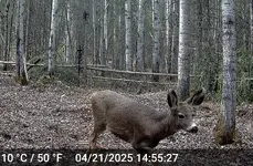 Doe Apr 21 2025 Mega Maybe.webp