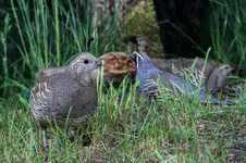 QUAIL1_5_8PNG.webp