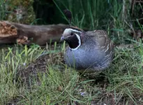 QUAIL3_5_6PNG.webp