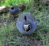 QUAIL5_6PNG.webp
