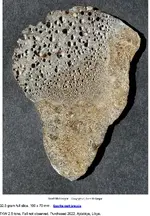 Screenshot 2025-05-05 at 11-15-27 MPOD 230920 from Tucson Meteorites.webp