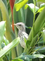 DSCN5452.webp
