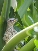 DSCN5455.webp