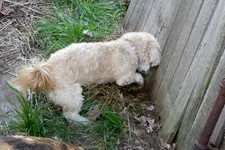 walk 041819 1.webp