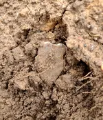 Dirt 1.webp
