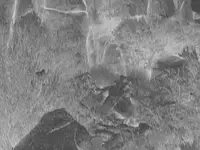 IMG_1043c2neg.webp