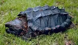 snapper.webp
