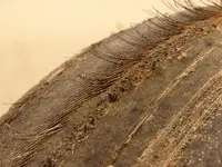 P8072843.webp