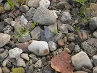 point in-situ.webp