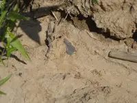 worked flint in-situ.webp