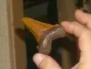DSCN1984.webp