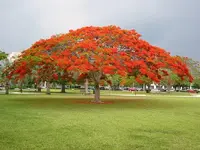 TREE 02.webp TREE 02.webp