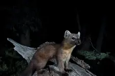 LLBMART2DZJPG.webp