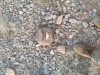 Rocks pointing back toward the bush.webp