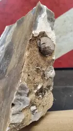 clam fossil 1.webp