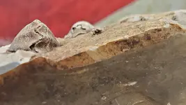 clam fossil 2.webp