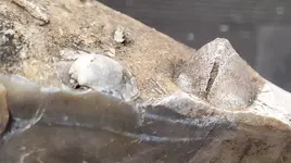 clam fossil 3.webp