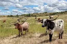 LONGHORN7DZJPG.webp