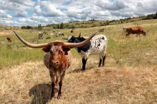 LONGHORN31JPG.webp
