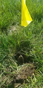 Broken fence post.webp